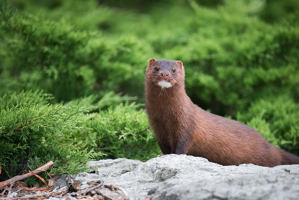 Is Mink Fur Banned In Uk at Donna Green blog