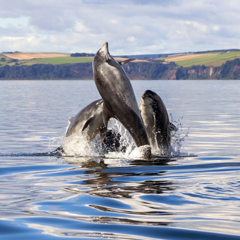 Scotland's bottlenose dolphins the party animals Scottish Field