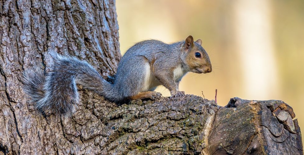 Scotland's grey squirrels are a meat worth considering - Scottish Field