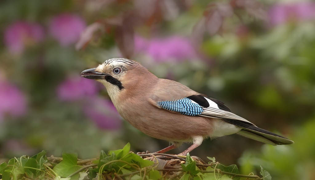 Ten birds to spot in your garden this spring - Scottish Field