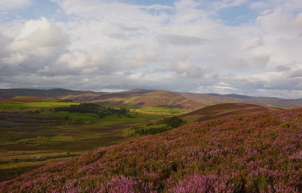 Scottish Public Values Its Iconic Heather Moorlands Scottish Field