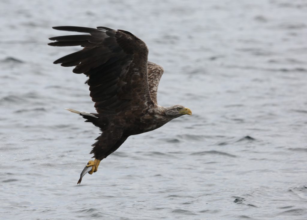 Scottish sea eagle soars over Isle of Wight - Scottish Field
