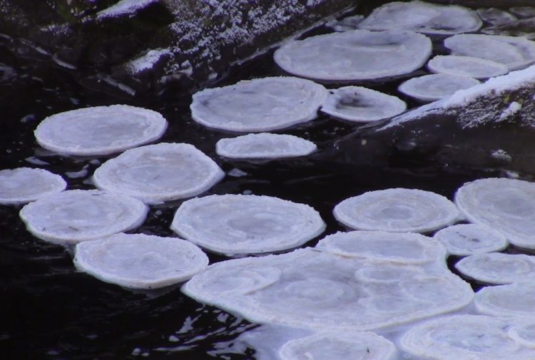Ice pancakes on the River Ness in Inverness