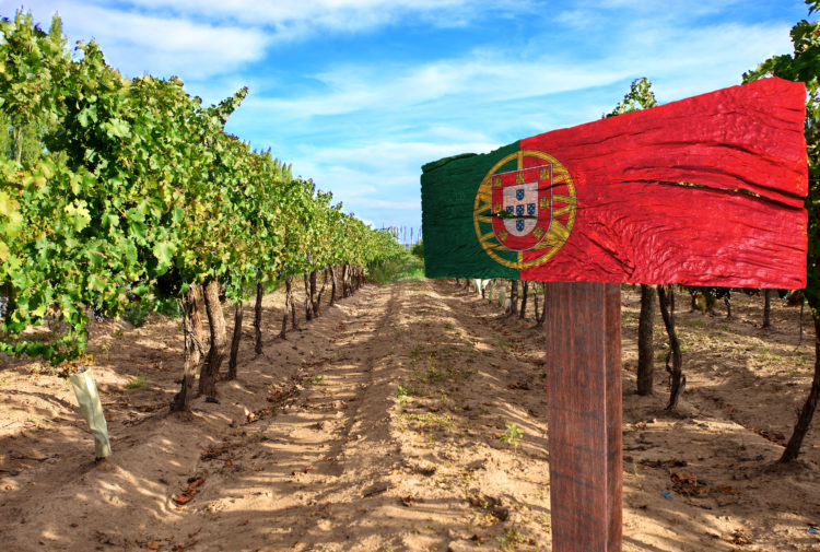 A Portuguese vineyard