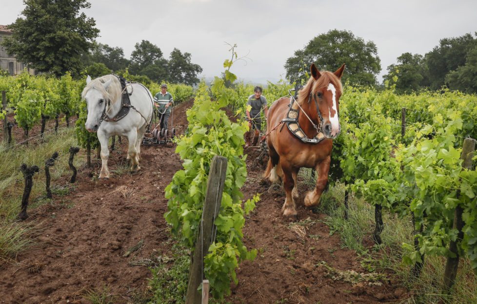 Horse plowing in Chateau Le Puy vineyard. On this picture : Anne-Sophie and Eric, who own the horses (Unique in white and Theo in brown).