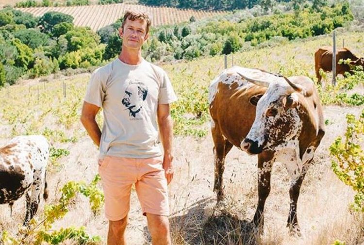 Johan Reyneke and a cow