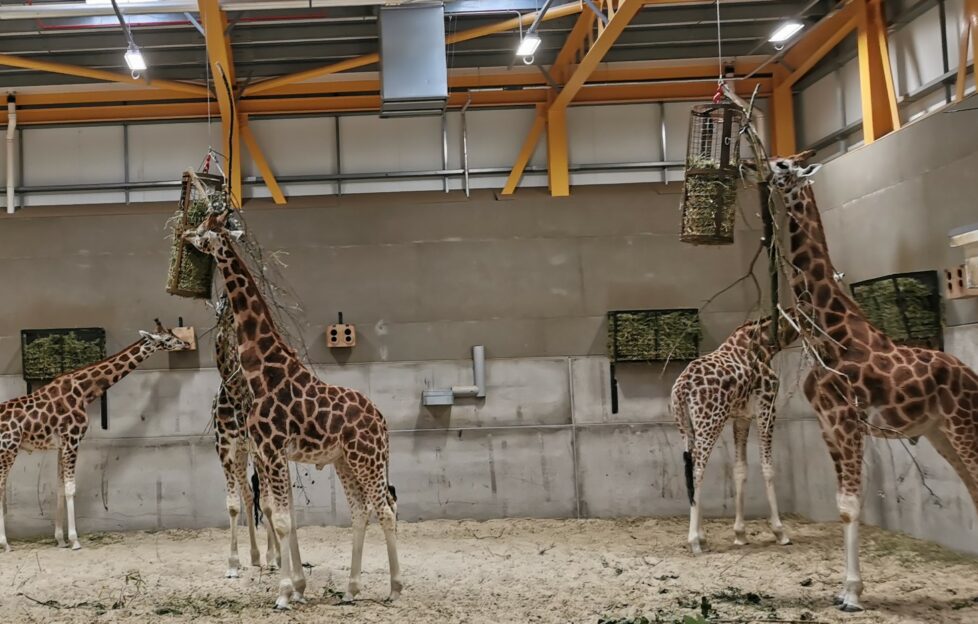 Glenmorangie giraffes at Edinburgh Zoo