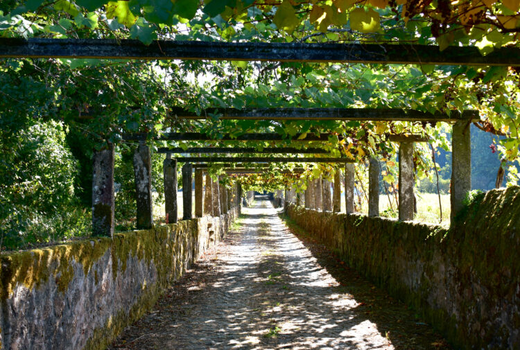 Albarino vineyards