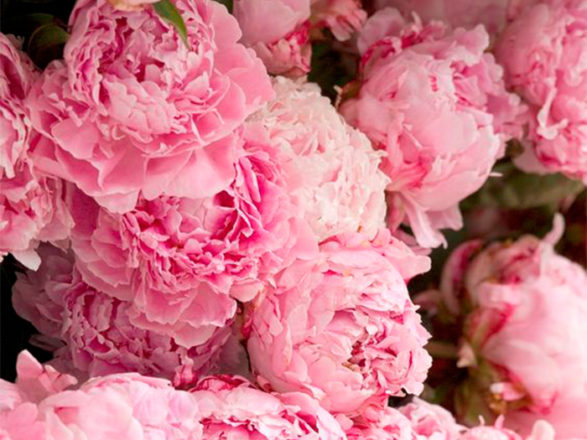 peonies cover Featured Image for 105 ways to use peonies in your wedding flowers