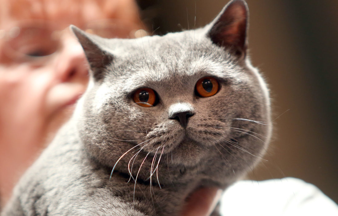 Visiting Dundee? Our Cats Hotel means you can bring your furry friend