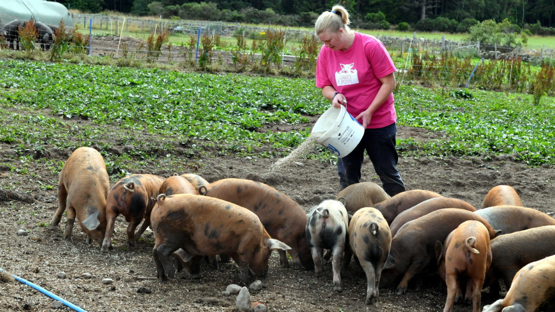 aberdeenshire-farm-takes-pride-in-rearing-well-cared-for-pigs-society