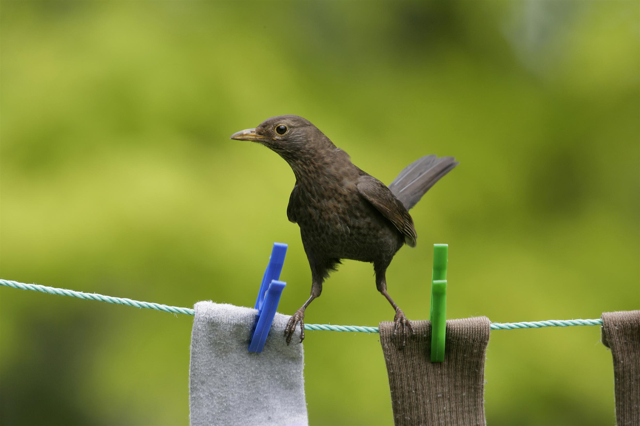 A bird perching on a washing line