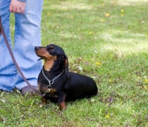 puppy in the park