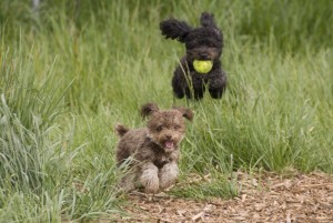 Two dogs playing in the park