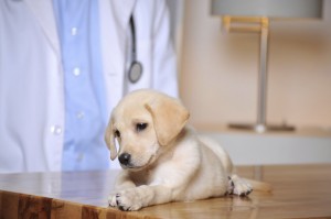 puppy at the vet