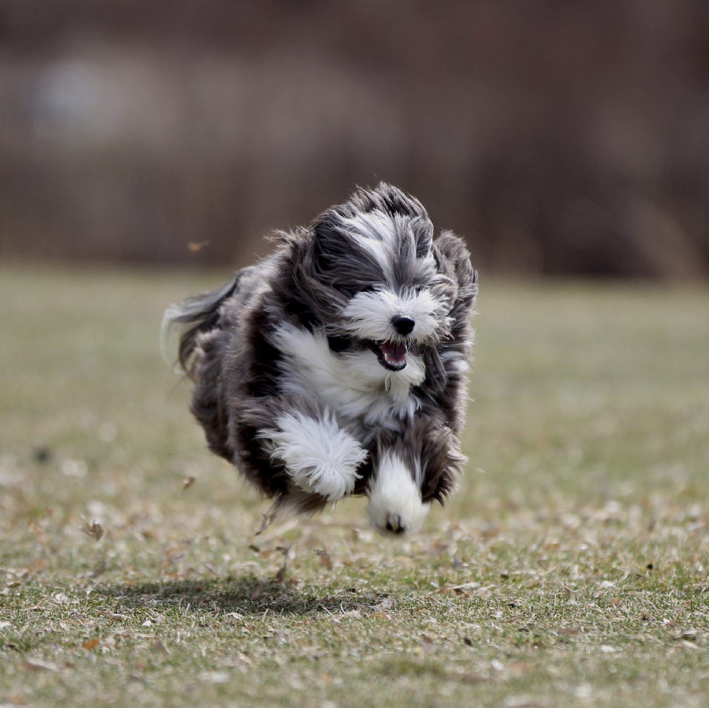 dog running in the park