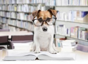 Cute dog with school books