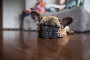 french bulldog