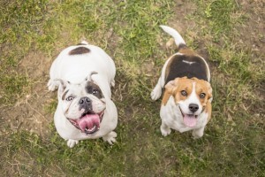 Bulldog and Beagle dog waiting for reward