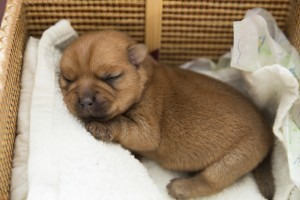 Newborn puppy is sleeping in a wicker basket