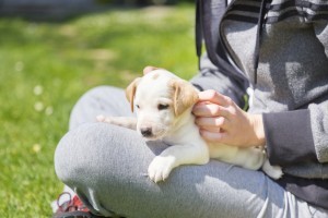 Mixed-breed adorable cute little puppy petting in a lap of a female owner, outdoors on a meadow on a sunny spring day.