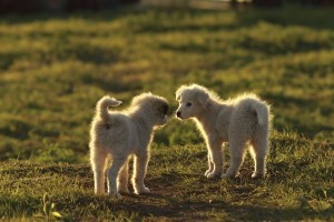 shepherd puppies playing in sunset light on meadow near the farm