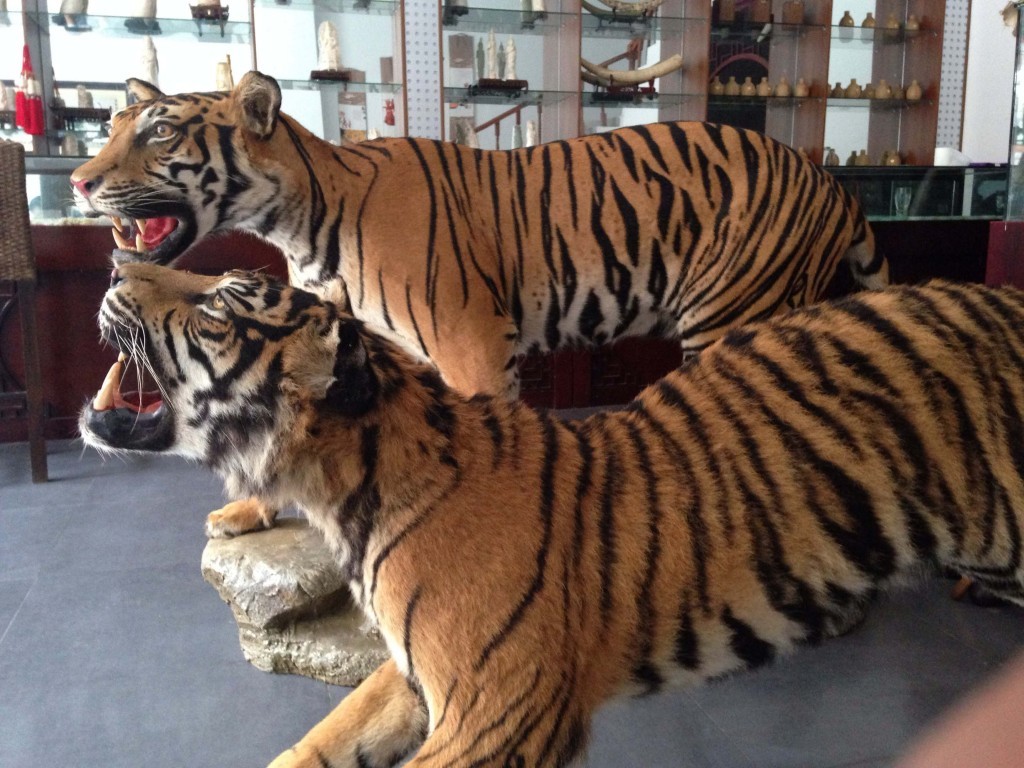 Stuffed tigers and ivory for sale in Laos (Environmental investigation Agency)