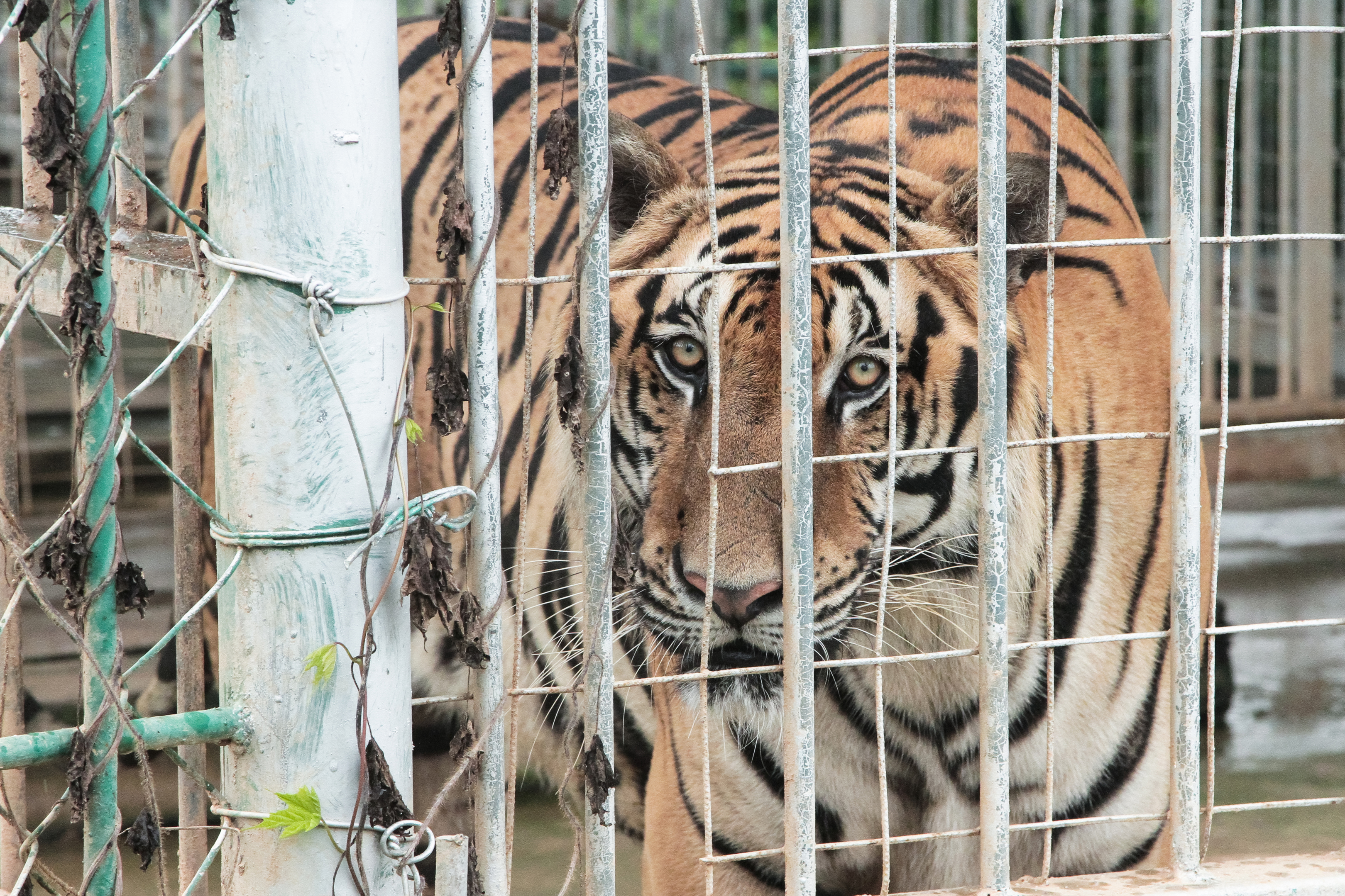 A Tiger farm in Laos (Environmental investigation Agency)