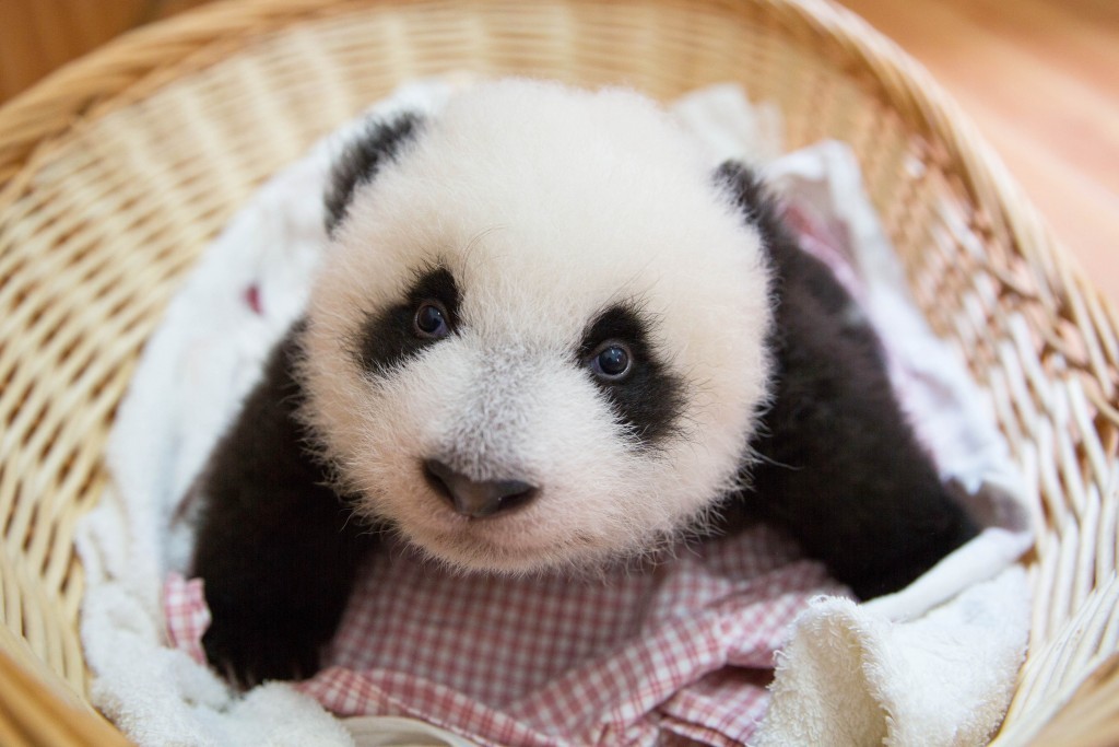 Baby panda (ITV)