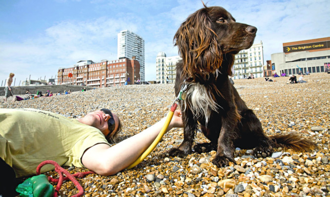 Dogfriendly Brighton is a perfect place to take your dogs
