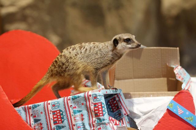 Edinburgh Zoo meerkats