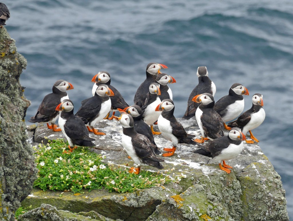 puffins