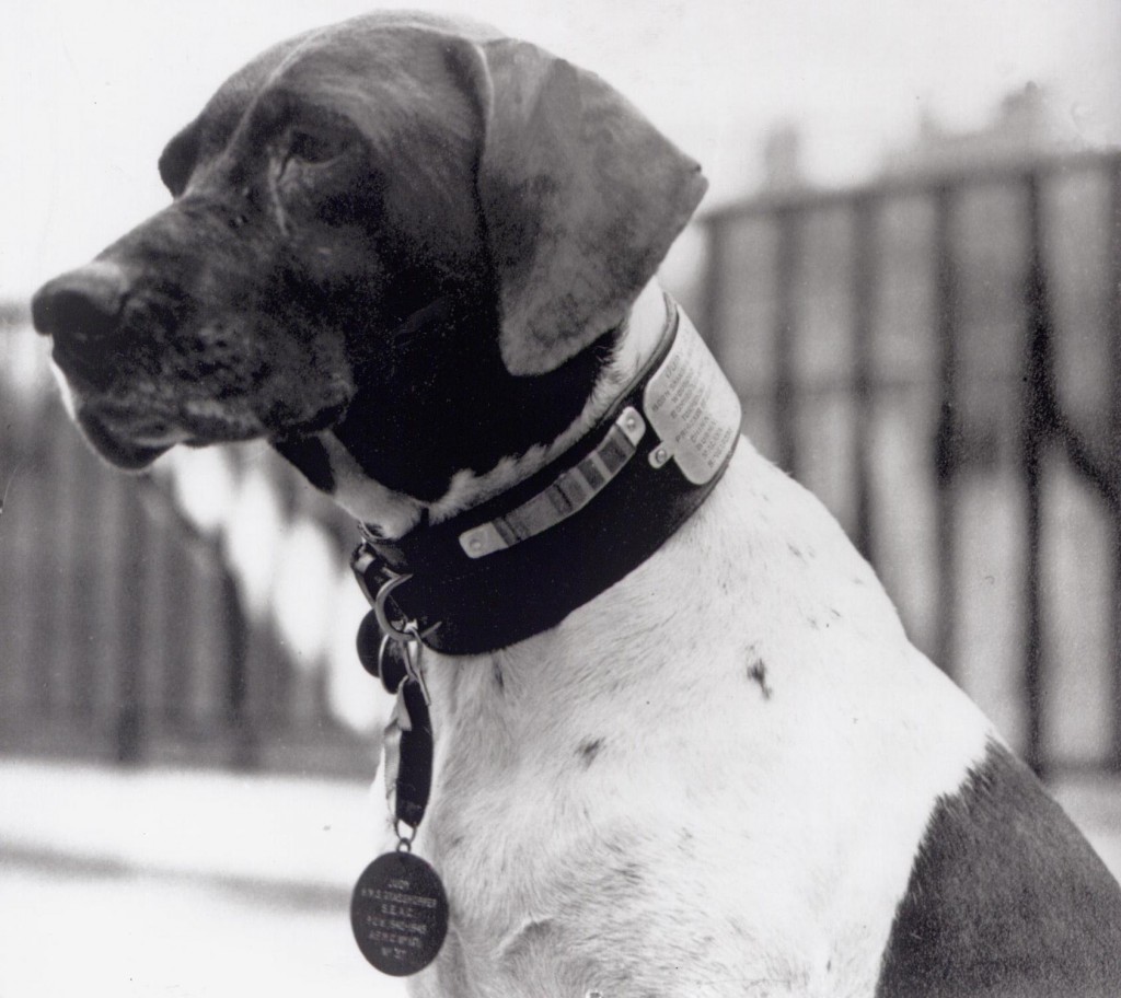 Judy wearing her PDSA Dickin Medal and collar (PDSA / PA Archive)