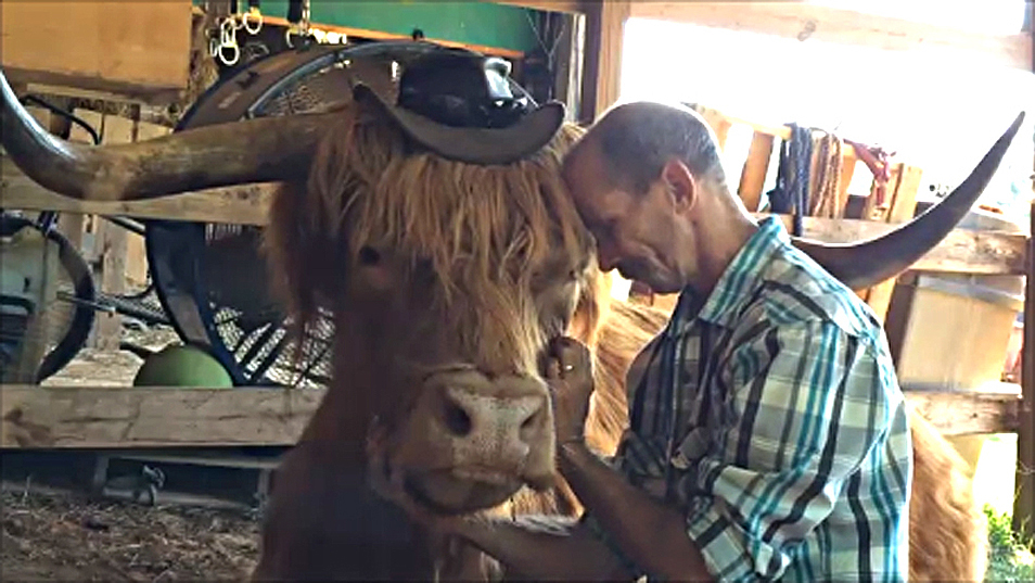 Marc Stewart from Virginia with his pet Highland Cow.