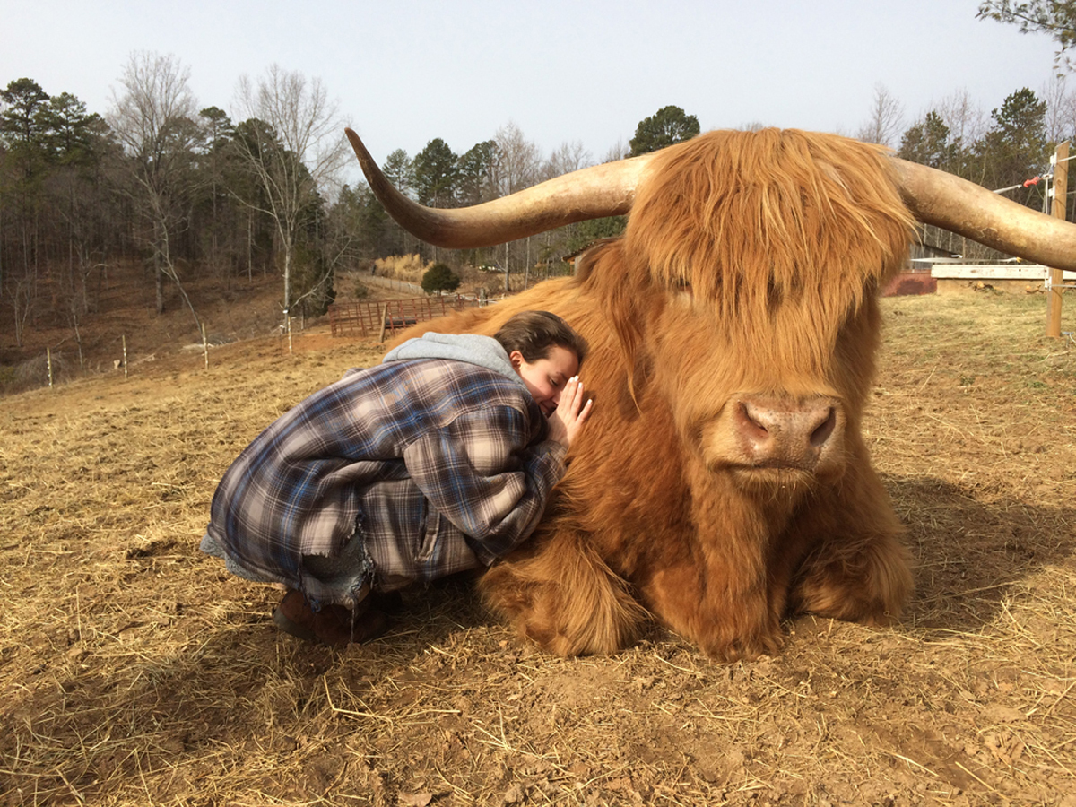 highland cows in florida