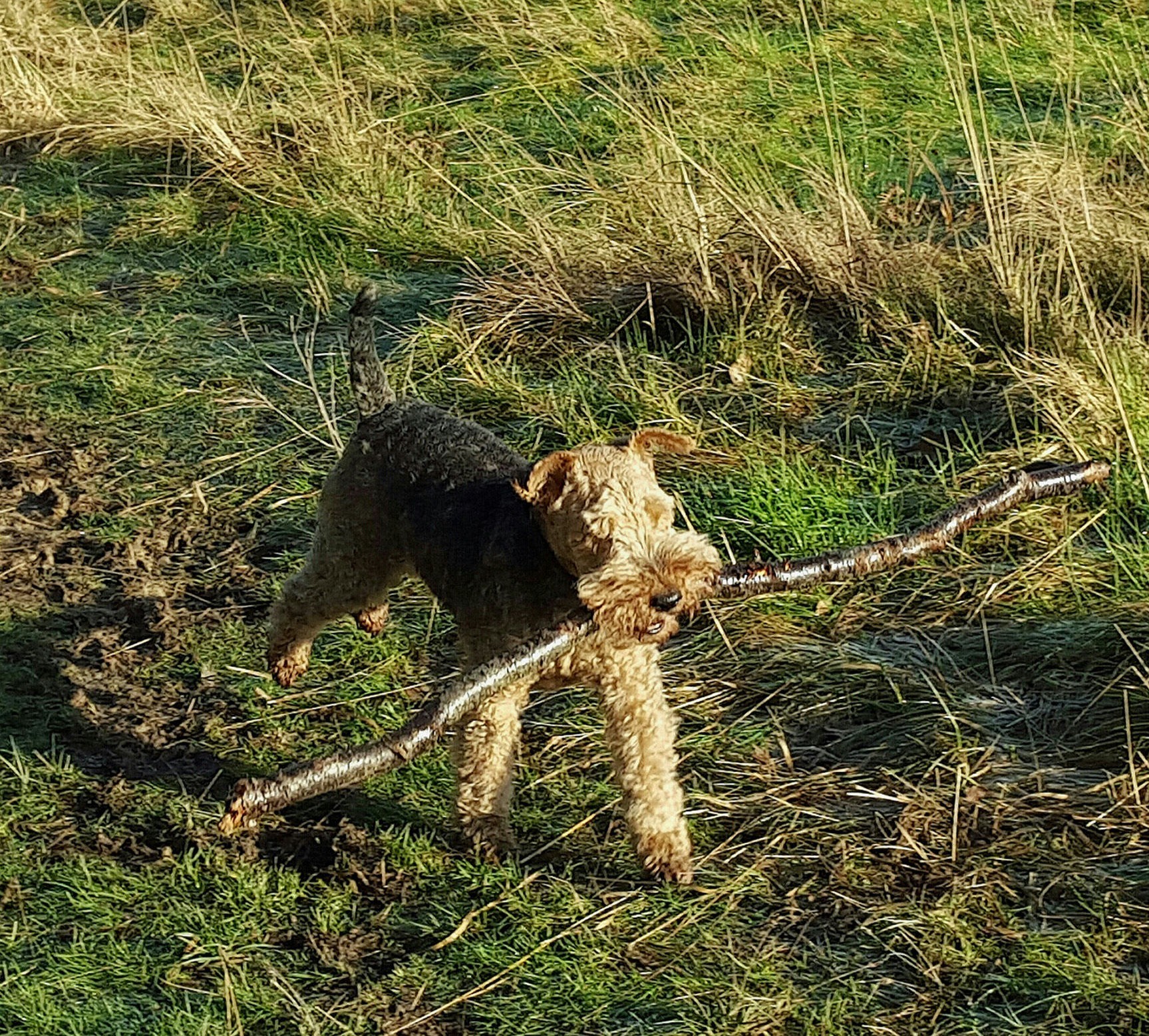 Throwing sticks for dogs warning