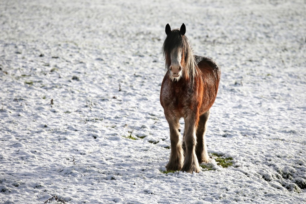 A horse stands in a field at  Carronshore (Andrew Milligan/PA Wire)