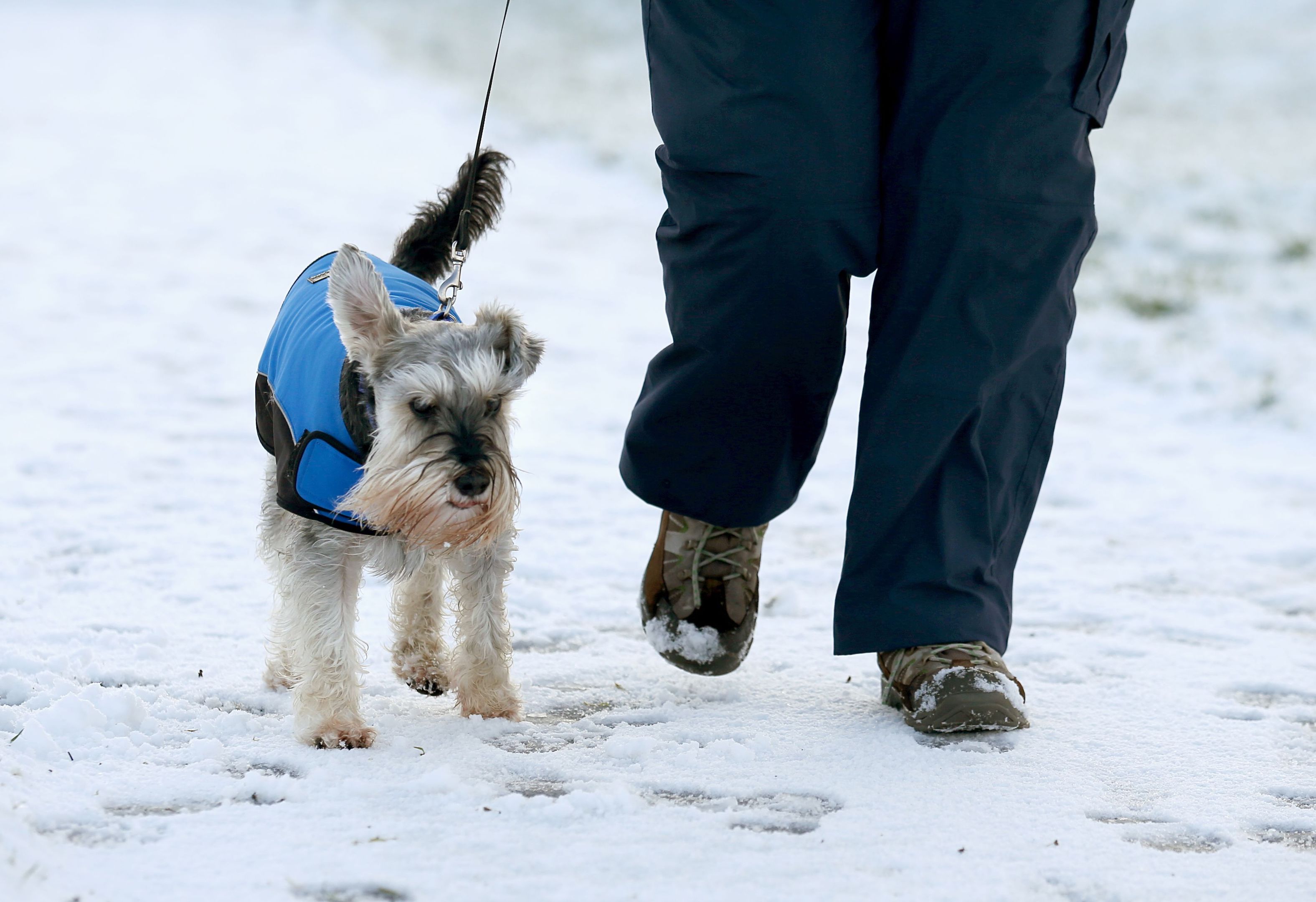 Ozzy the dog walks along a path through Falkirk Tryst golf club near Larbert (Andrew Milligan/PA Wire)