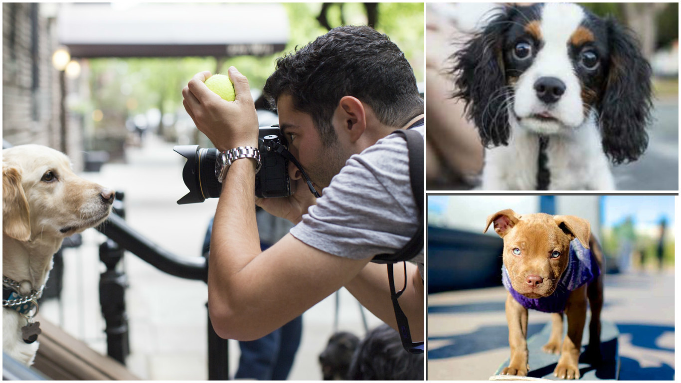 Elias Weiss Friedman photographed dogs for the new book