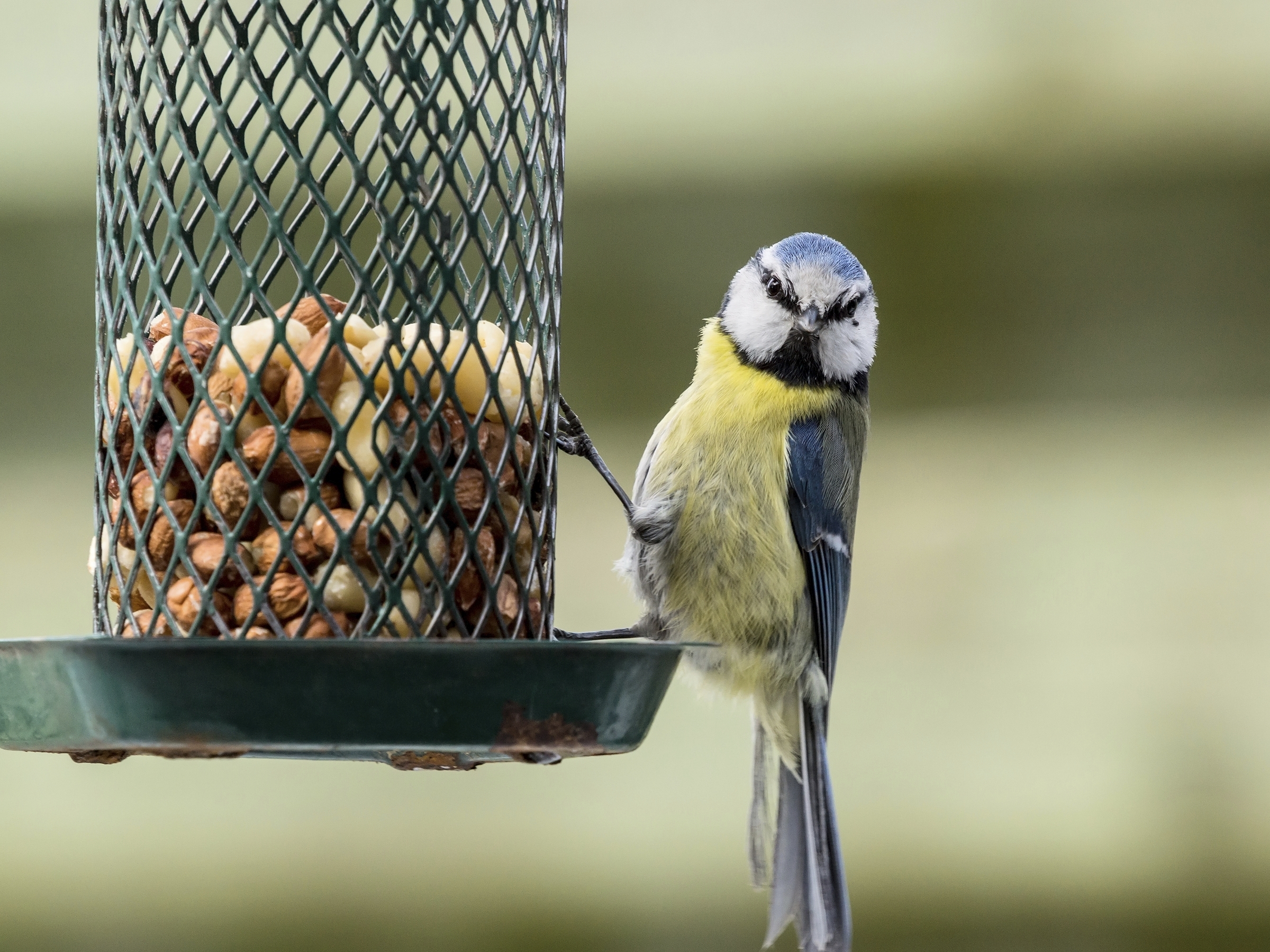 How has the winter affected birds? (Getty Images)