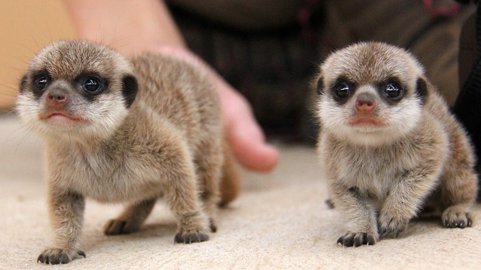 Meerkat pups (Paul Fahy)