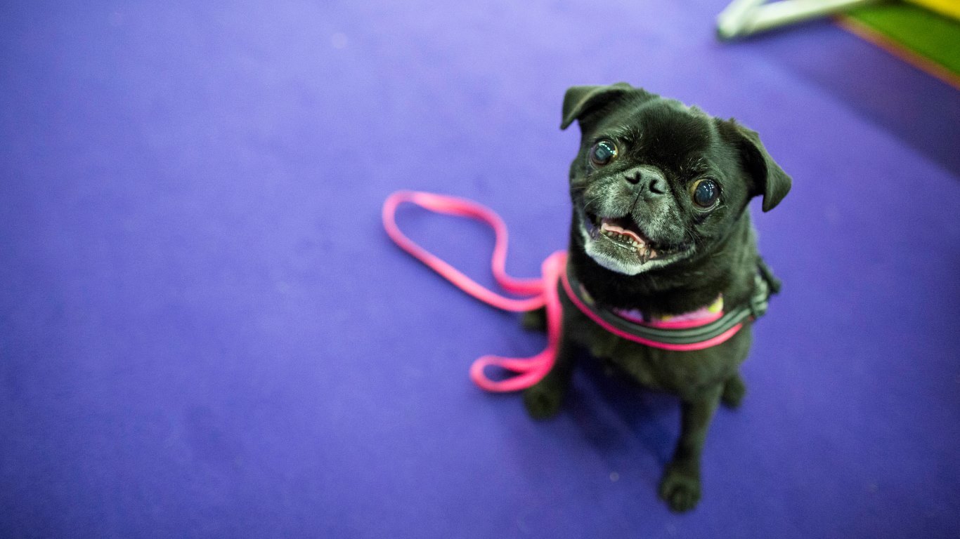 Maybelline, a 7-year-old Pug (AP Photo/Mary Altaffer)