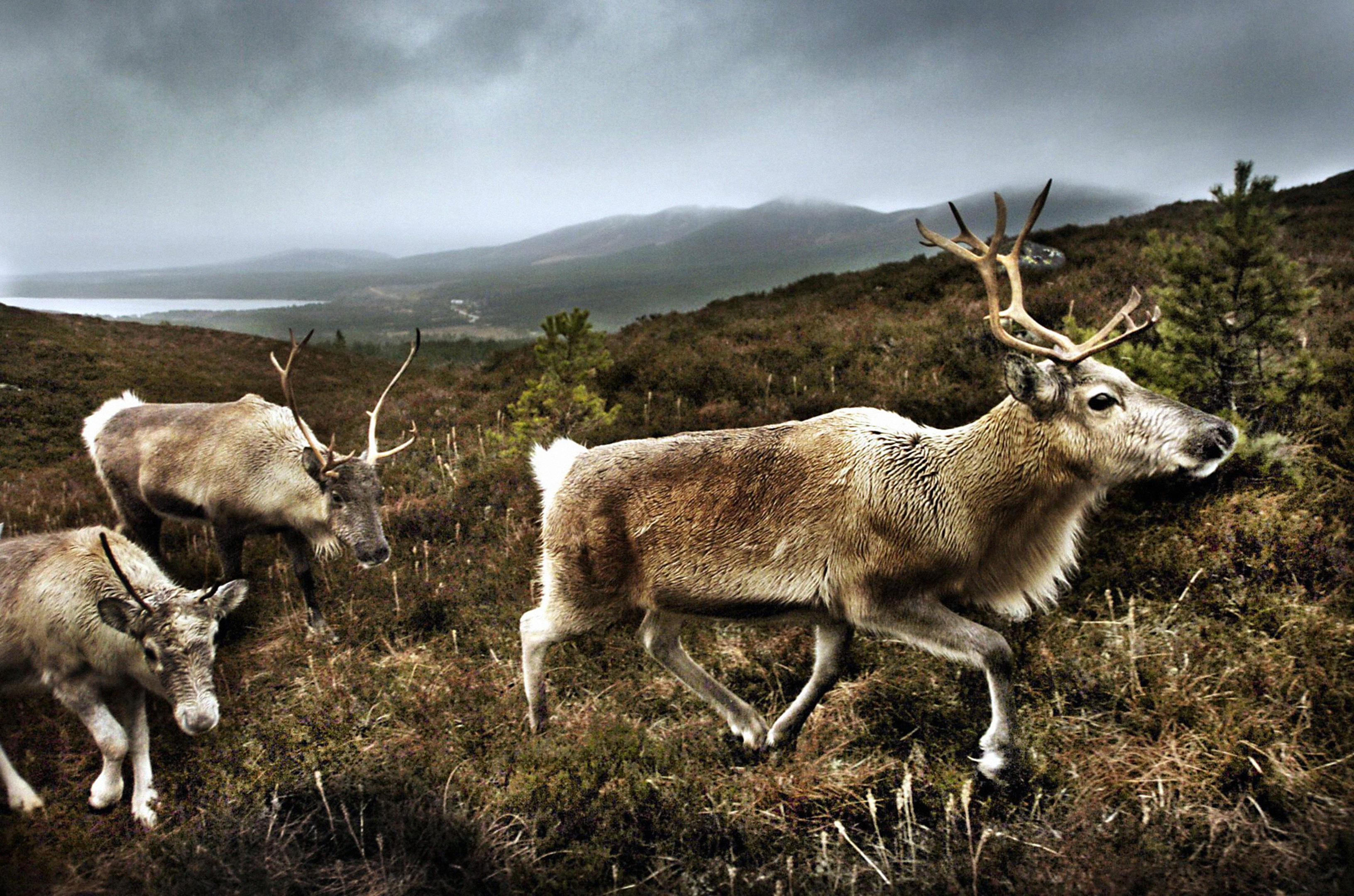The Cairngorm Reindeer Centre (PA Archive)