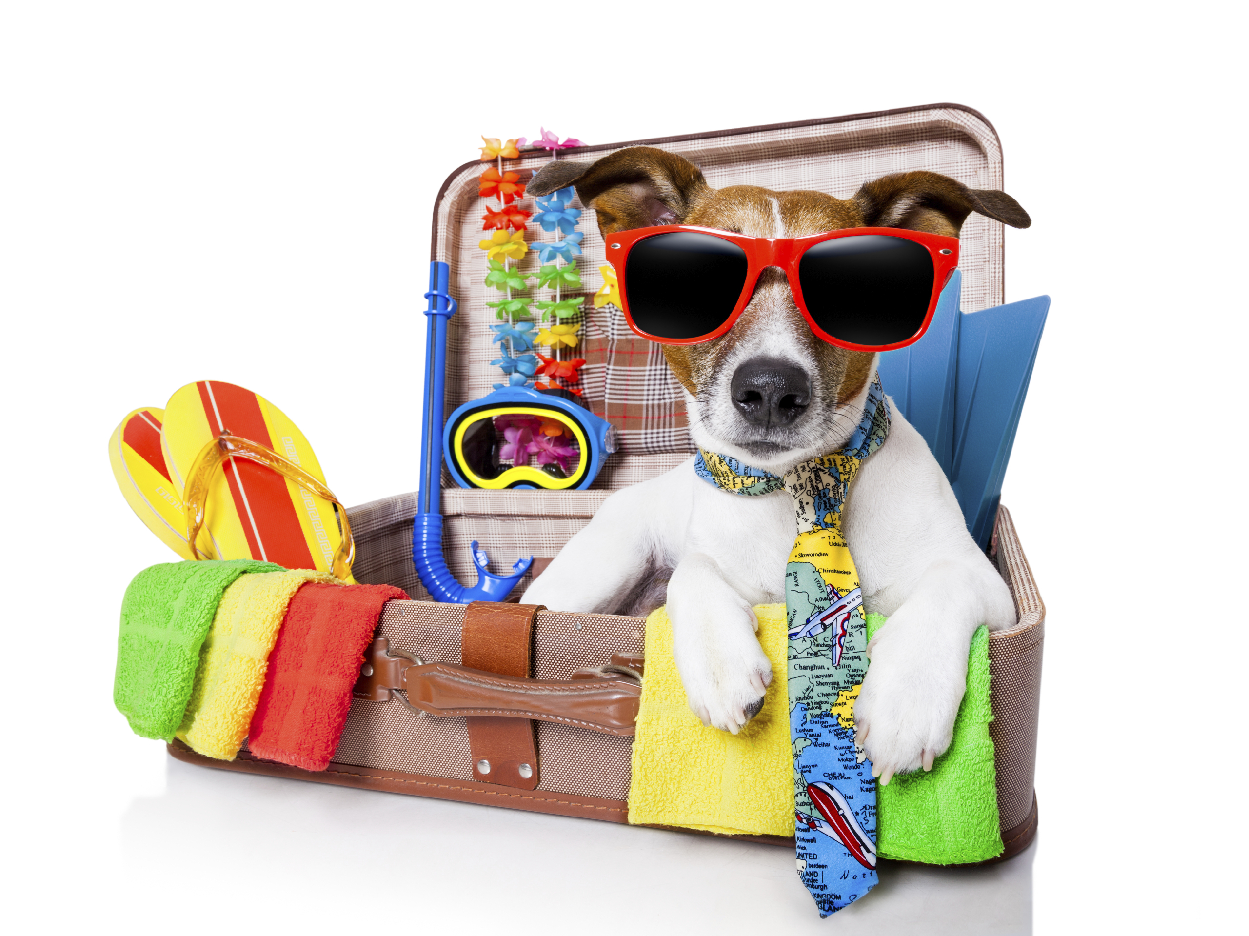 Does your dog need a holiday?