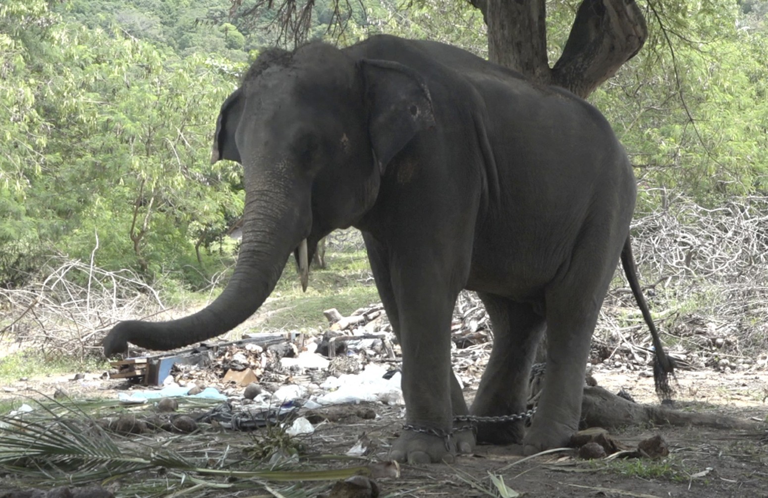 A Scottish tourist has been gored to death by the elephant that he and his 16-year-old stepdaughter were riding (AP Photo)