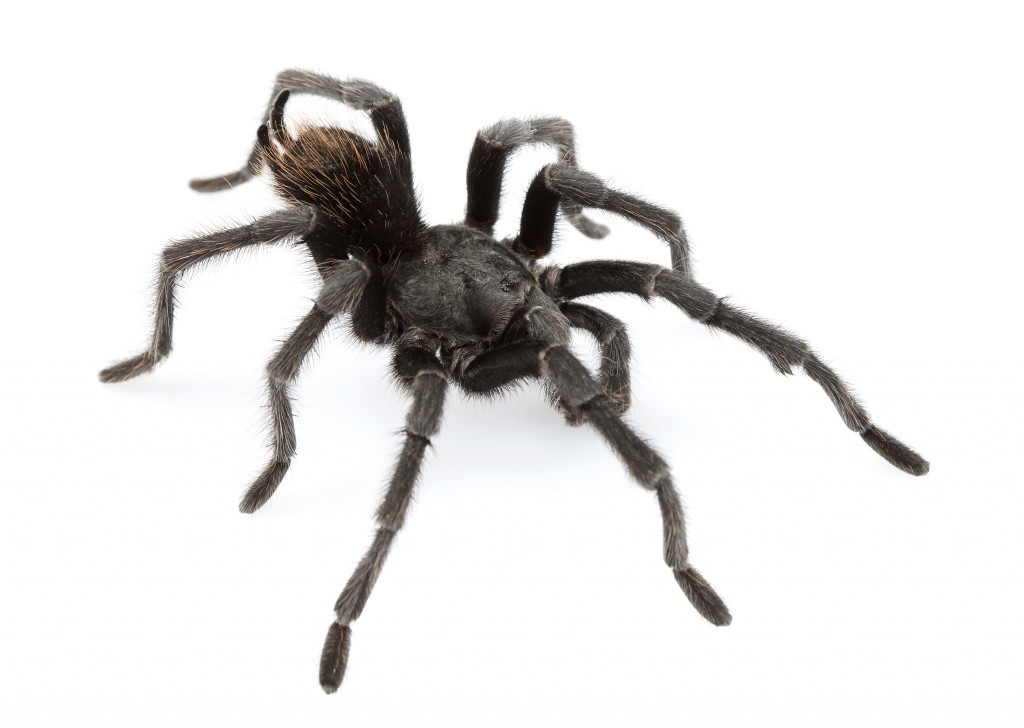 The new species Aphonopelma johnnycashi (Dr Chris A Hamilton/PA Wire)