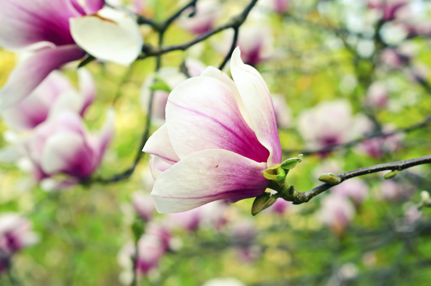 Blossoming of magnolia flowers in spring time