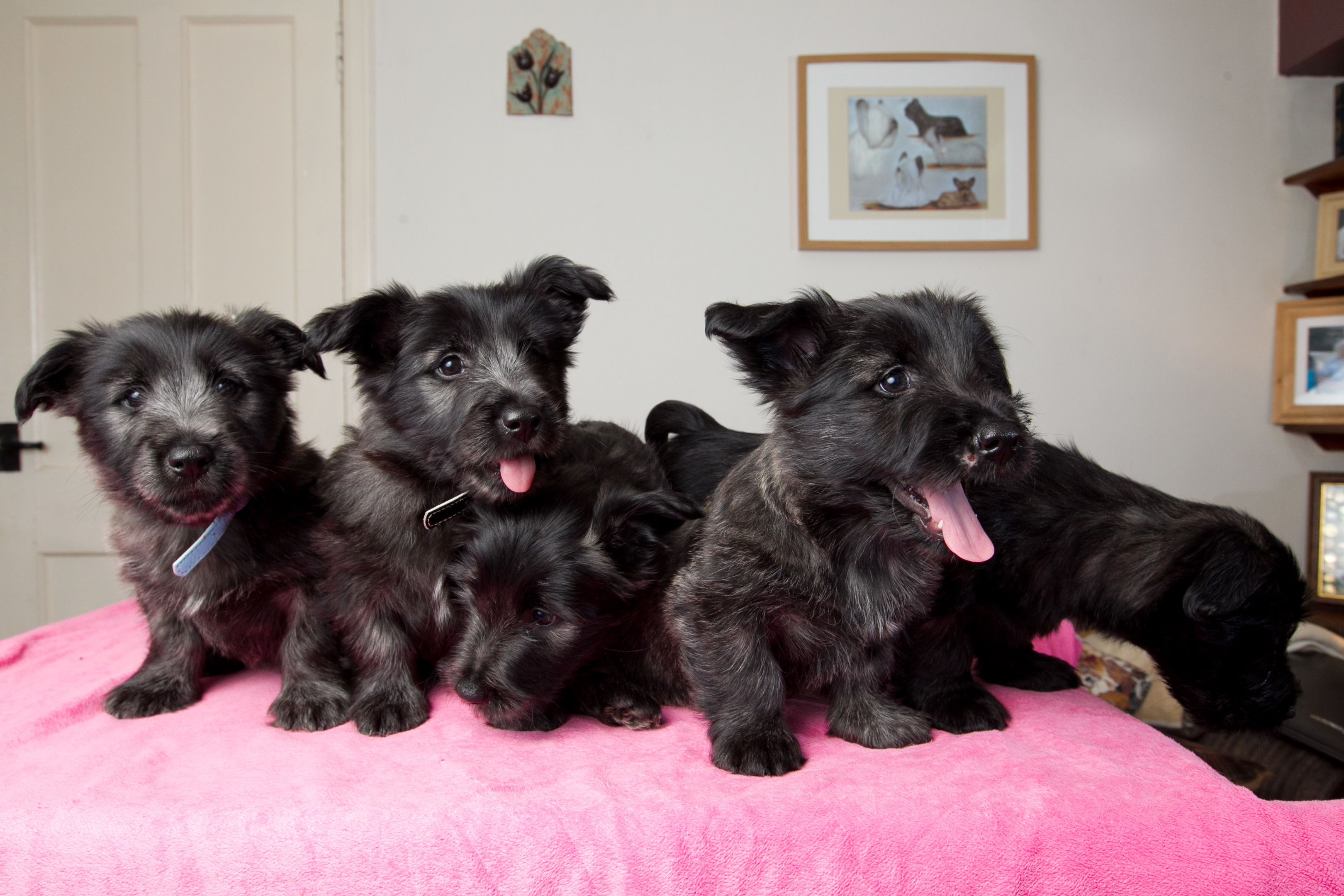 Skye Terrier puppies (Andrew Cawley / DC Thomson)