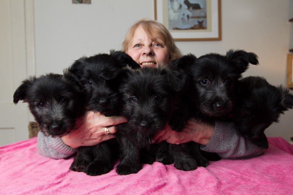 Jan Shuttleworth and her Skye Terrier puppies (Andrew Cawley / DC Thomson)