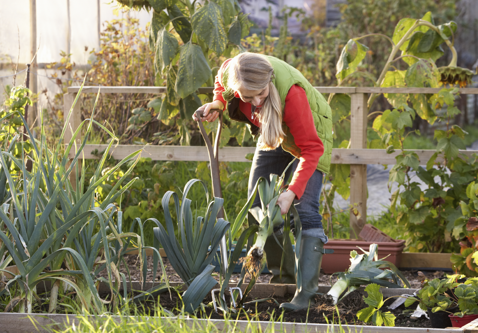 Sharing plots allows people without gardens to be able to grow food